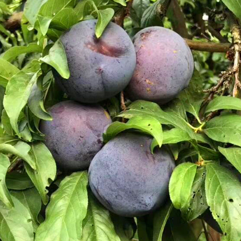 🌱Plum Growing Kit – Sweet Fruit Tree for Home Garden-ZZZ