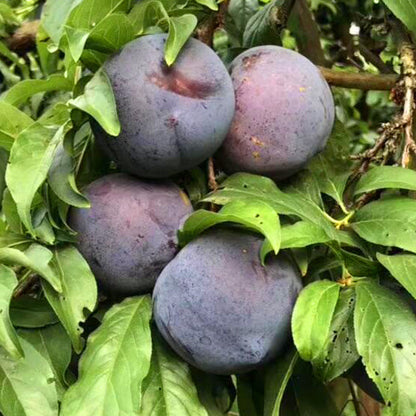 🌱Plum Growing Kit – Sweet Fruit Tree for Home Garden-ZZZ