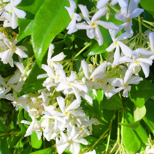 🔥🔥50% de descuento | Semillas de Jazmín de Molino, Semillas de Plantas de Floración de Interior y Exterior-ZZZ