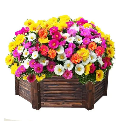 🌼10000 Pcs Muti-color double petal sunflower seeds-EV