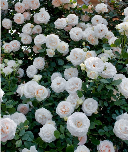 🌺 Premium Climbing Rose Seeds | 3-Day Germination |🌹 18 Mixed Color Varieties for Elegant Gardens -KKK