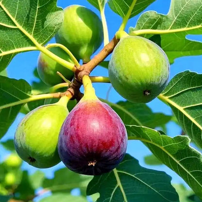 🏆Over 65,000 SOLD!🌿Mission Fig Tree Live Plant Seeds – Easy to grow on your porch and balcony at home-EV