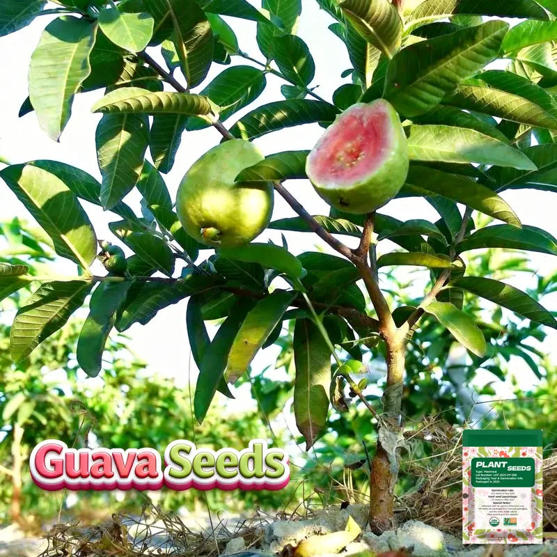 Guava Seeds, suitable for potted plants, greenhouses and outdoor gardens, easy-to-cultivate fruit tree seeds-OA