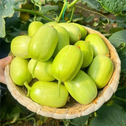 🥒 Jade Cucumber — High-Yield Gynoecious Variety (100 Seeds) -KKK