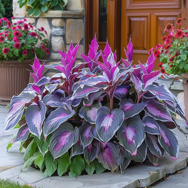 💥LAST DAY SALE 50%OFF💥🌿Premium Rare Hosta Seeds -KKK