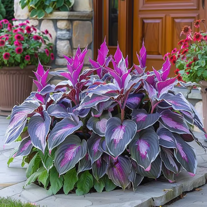 💥LAST DAY SALE 50%OFF💥🌿Premium Rare Hosta Seeds -KKK