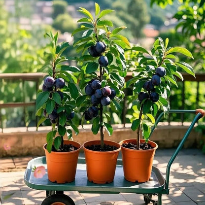 🌱Plum Growing Kit – Sweet Fruit Tree for Home Garden-ZZZ