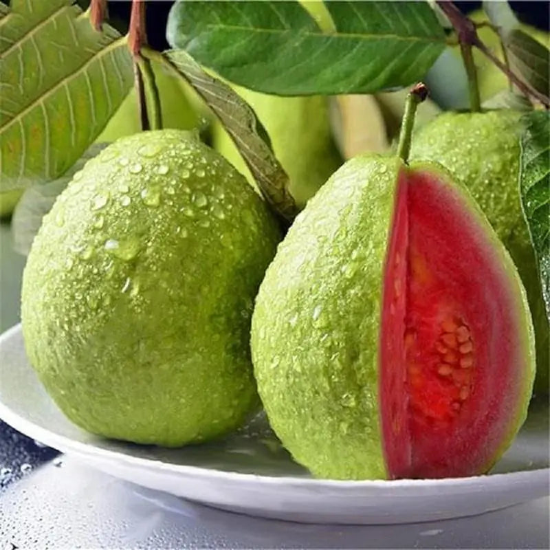 Guava Seeds, suitable for potted plants, greenhouses and outdoor gardens, easy-to-cultivate fruit tree seeds-OA