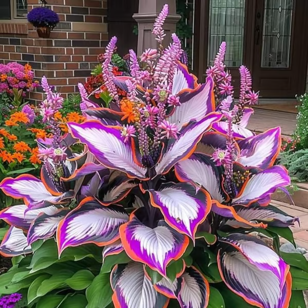💥LAST DAY SALE 50%OFF💥🌿Premium Rare Hosta Seeds -KKK