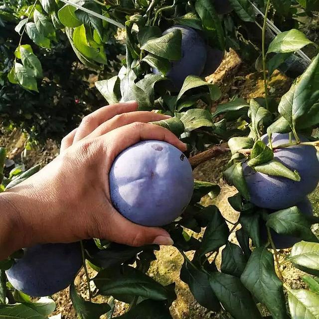 🌱Plum Growing Kit – Sweet Fruit Tree for Home Garden-ZZZ