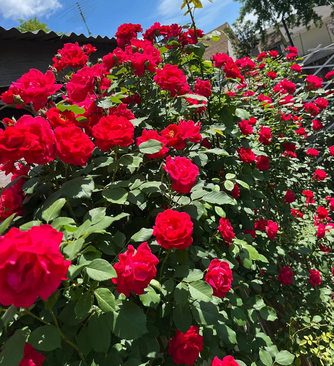 🌺 Premium Climbing Rose Seeds | 3-Day Germination |🌹 18 Mixed Color Varieties for Elegant Gardens -KKK