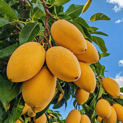 🔥¡50K+ VENDIDOS!💟Semillas Premium de Arándano Rosa -😋Un Sabor Exquisito Único -KKK