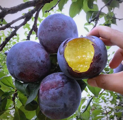 🌱Plum Growing Kit – Sweet Fruit Tree for Home Garden-ZZZ