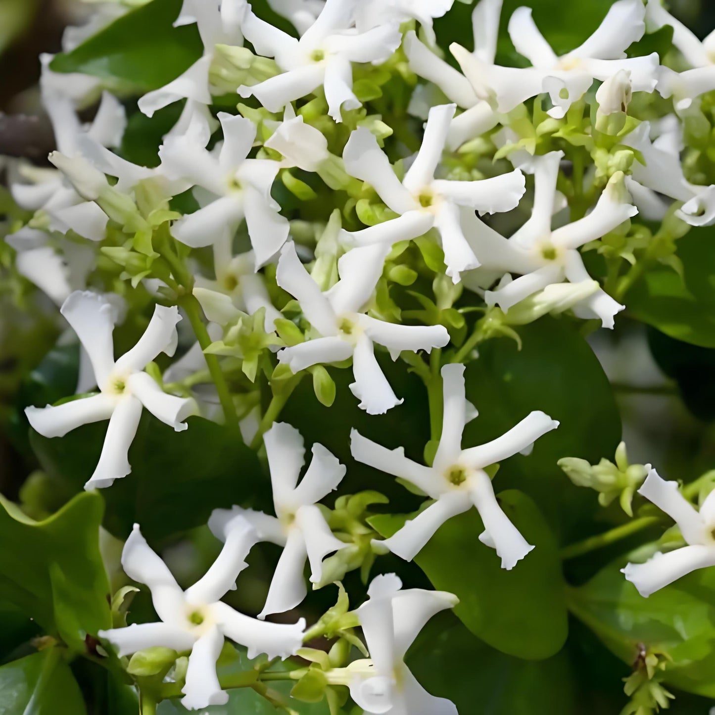 🔥🔥50% de descuento | Semillas de Jazmín de Molino, Semillas de Plantas de Floración de Interior y Exterior-ZZZ