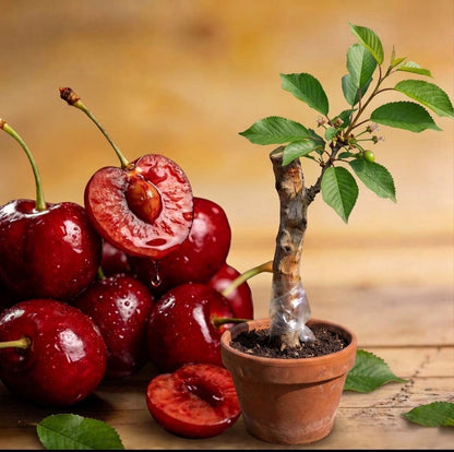 Taste the Sweetness: Grow Your Own Abundant Cherry Orchard! 🍒✨-EV
