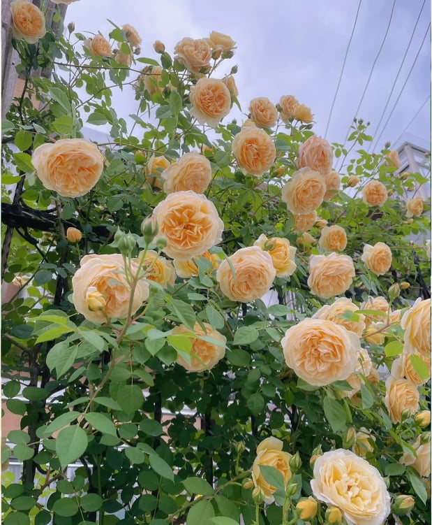 🌺 Premium Climbing Rose Seeds | 3-Day Germination |🌹 18 Mixed Color Varieties for Elegant Gardens -KKK