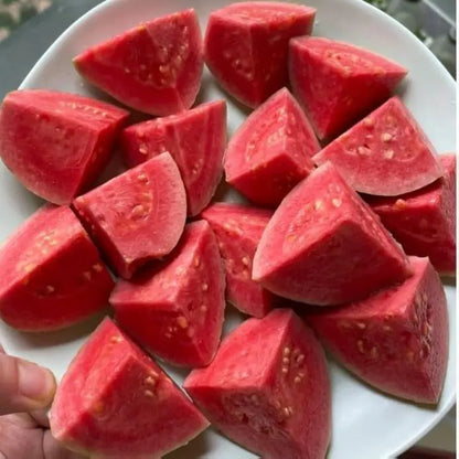 Guava Seeds, suitable for potted plants, greenhouses and outdoor gardens, easy-to-cultivate fruit tree seeds-OA