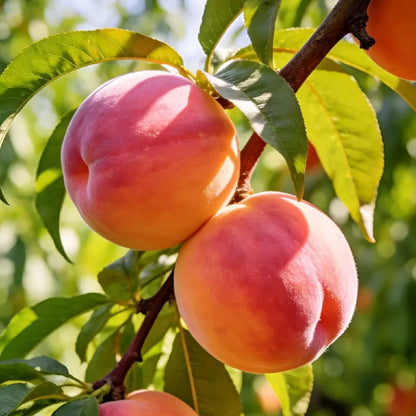 🍑Ultra-Sweet Juicy Peach Tree Planting Kit -KKK
