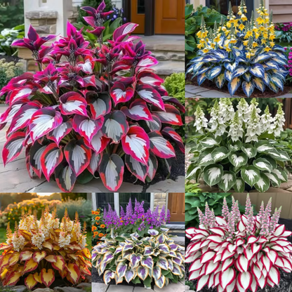 💥LAST DAY SALE 50%OFF💥🌿Premium Rare Hosta Seeds -KKK