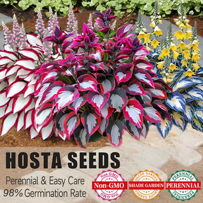 💥LAST DAY SALE 50%OFF💥🌿Premium Rare Hosta Seeds -KKK