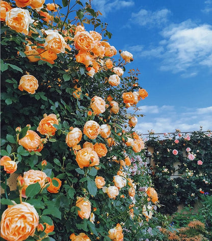 🌺 Premium Climbing Rose Seeds | 3-Day Germination |🌹 18 Mixed Color Varieties for Elegant Gardens -KKK