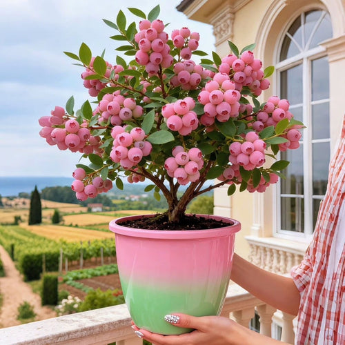 🔥50K+ SOLD!💟Premium Pink Blueberry Seeds -😋A Uniquely Delightful Taste -TY