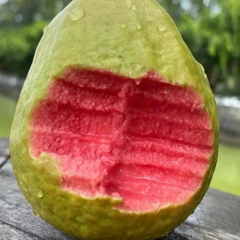 Guava Seeds, suitable for potted plants, greenhouses and outdoor gardens, easy-to-cultivate fruit tree seeds-OA