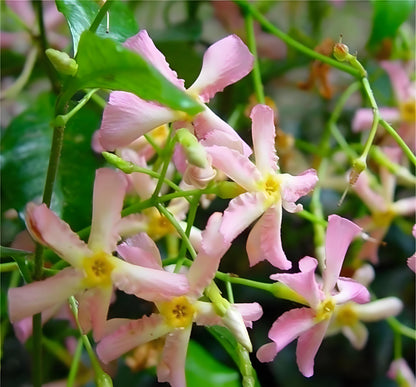 🔥🔥50% de descuento | Semillas de Jazmín de Molino, Semillas de Plantas de Floración de Interior y Exterior-ZZZ