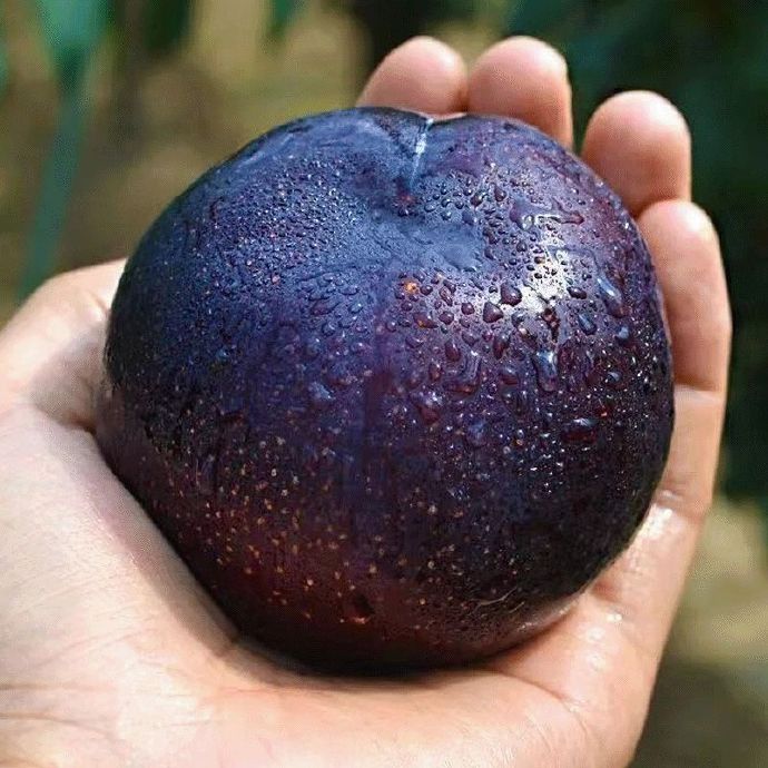 🌱Plum Growing Kit – Sweet Fruit Tree for Home Garden-ZZZ