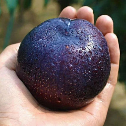 🌱Plum Growing Kit – Sweet Fruit Tree for Home Garden-ZZZ