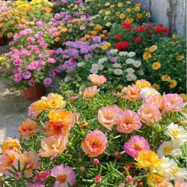 🌼10000 Pcs Muti-color double petal sunflower seeds-EV