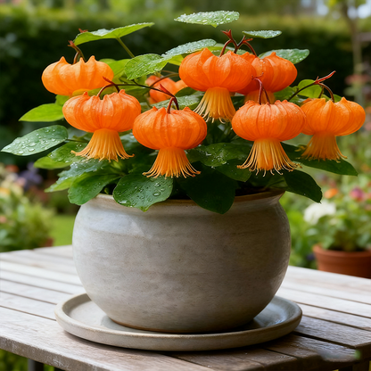 🌹Mother's Day Special🎁  Lantern Flower Seeds — Grow Your Own Miniature Garden Lights 🌱✨-TY