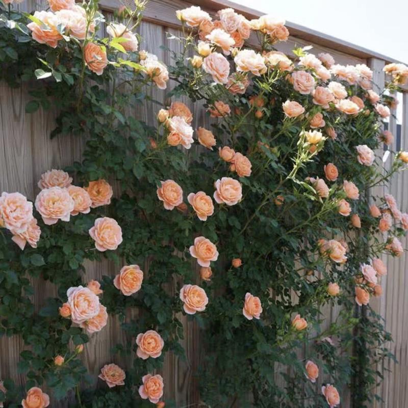 🌺 Premium Climbing Rose Seeds | 3-Day Germination |🌹 18 Mixed Color Varieties for Elegant Gardens -KKK