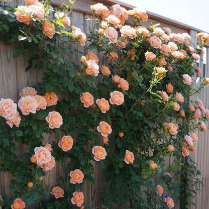 🌺 Premium Climbing Rose Seeds | 3-Day Germination |🌹 18 Mixed Color Varieties for Elegant Gardens -KKK