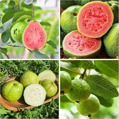 🚜Direct from the Farm ✨🍈Tropical Guava Growing Kit for Pots & Gardens-TY