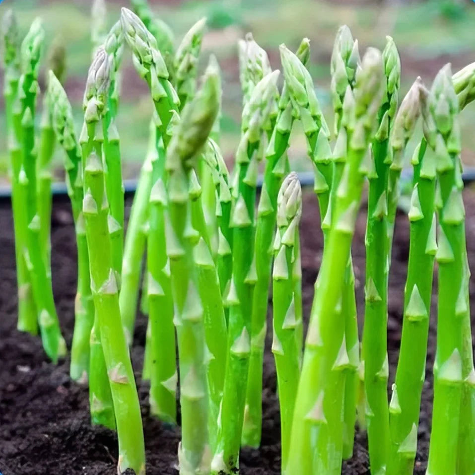 Low-Fat High-FiberAsparagus Plant Kit ✨🛒-TY