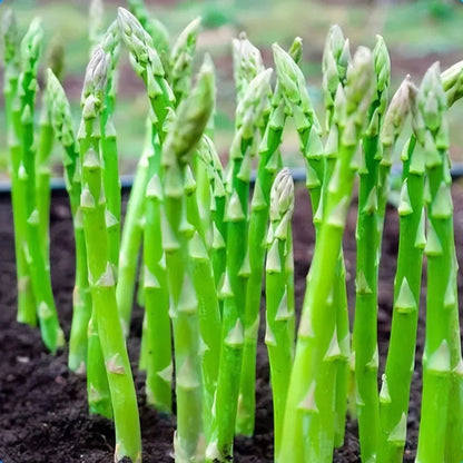 Low-Fat High-FiberAsparagus Plant Kit ✨🛒-TY