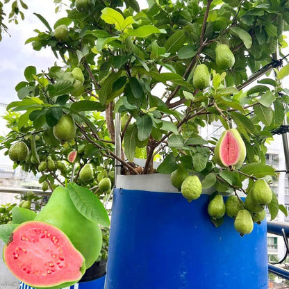 🚜Direct from the Farm ✨🍈Tropical Guava Growing Kit for Pots & Gardens-TY