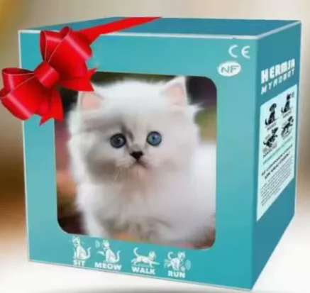 My robot kitten -1 white cat