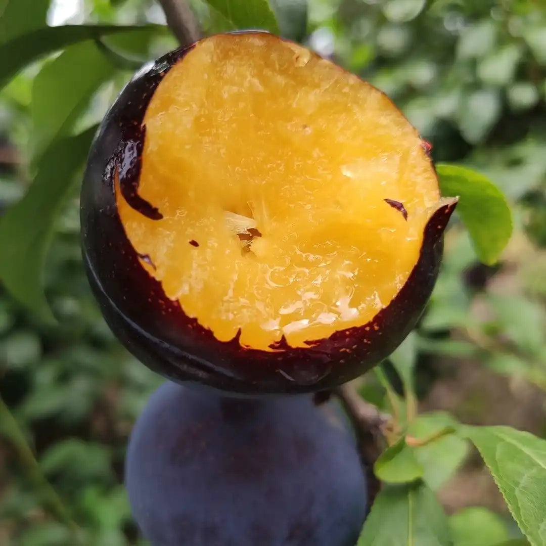 🌱Plum Growing Kit – Sweet Fruit Tree for Home Garden-ZZZ